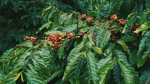 Coffee growing on a shaded hillside